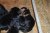 Offspring M